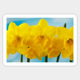 Narcissus  &#39;Quail&#39;  AGM   Division 7  Jonquilla  Daffodil Sticker
